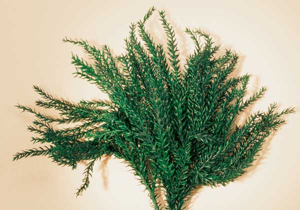 Natural moss<br /><a href='images/pictures/Auhagen/76947.jpg' target='_blank'>Full size image</a>